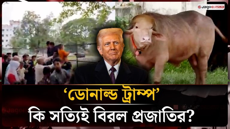 ‘ডোনাল্ড ট্রাম্প’ মহিষটি কি আসলেই বিরল প্রজাতির?