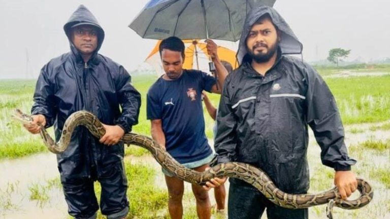 মাছের জালে অজগর!