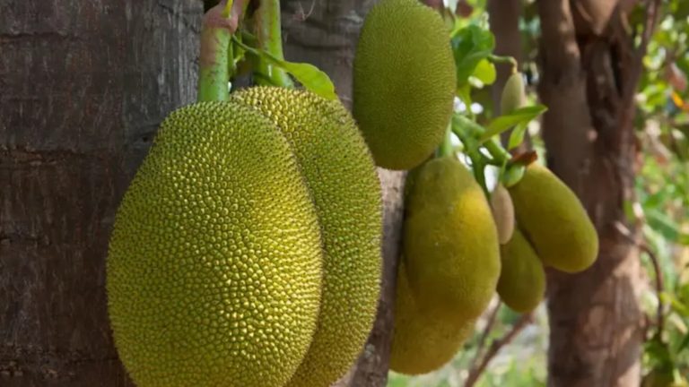 কেন বাংলাদেশি কাঁঠালে আগ্রহী চীন?
