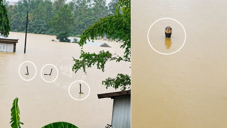 বন্যায় তলিয়ে সাপের খামার, ছড়িয়ে পড়ল বিভিন্ন এলাকায়