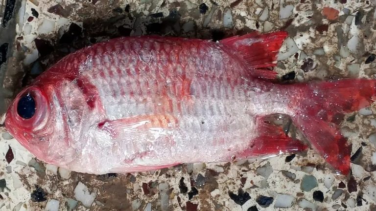 জেলের জালে ধরা পড়ল সমুদ্রের ‘সোলজারফিশ’