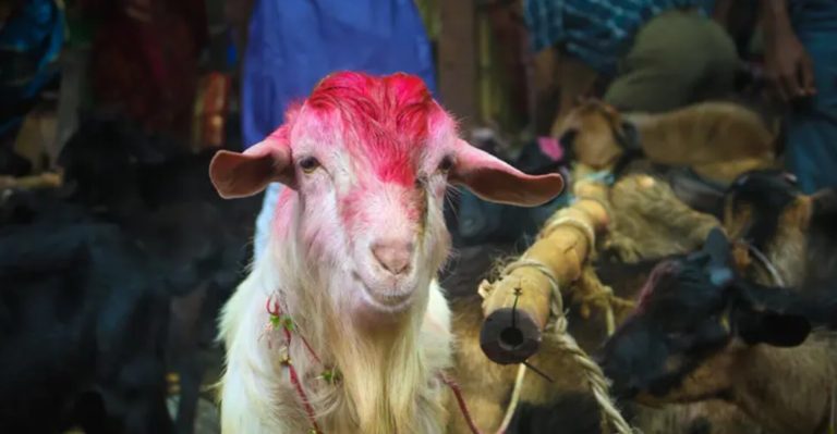হাটে পাঠা কেনার ধুম, কেন দেওয়া হয় এই বলি?