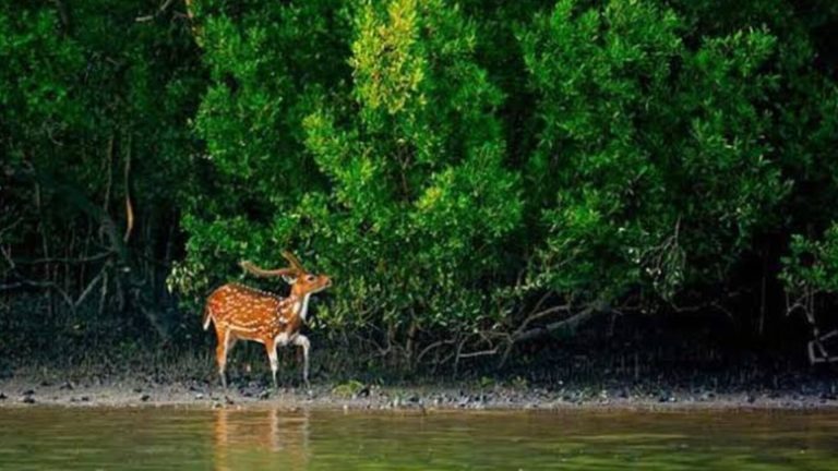 সুন্দরবনে হরিণ শিকারের ফাঁদ, মাংসসহ আটক ৪৬