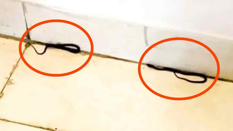 শিক্ষা মন্ত্রণালয়ের করিডোরে মিলল তিন সাপ