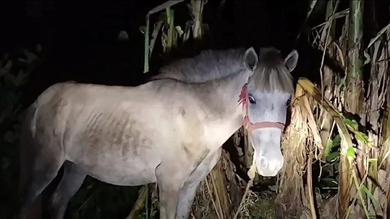 রাতের আঁধারে ১০ ঘোড়া জবাই