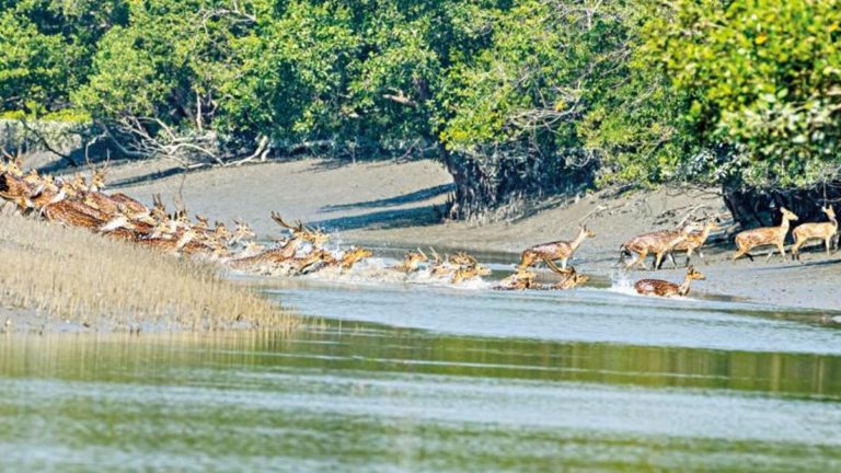 তিন মাস পর সুন্দরবনে ফিরছে প্রাণচাঞ্চল্য