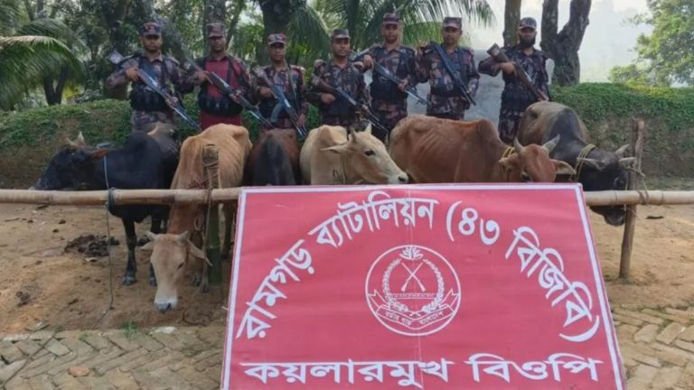 মীরসরাই সীমান্তে চোরাচালানের ৬ ভারতীয় গরু জব্দ