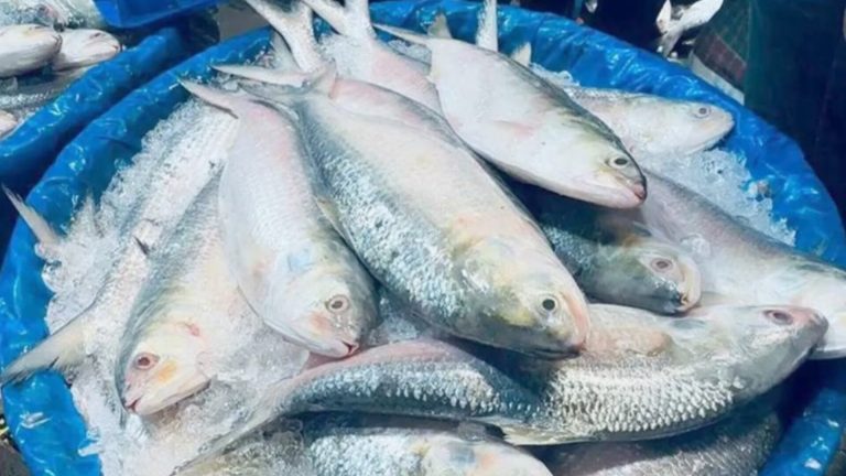 ২২ দিন ইলিশ আহরণ বন্ধ, নজরদারিতে বাজার-আড়ত