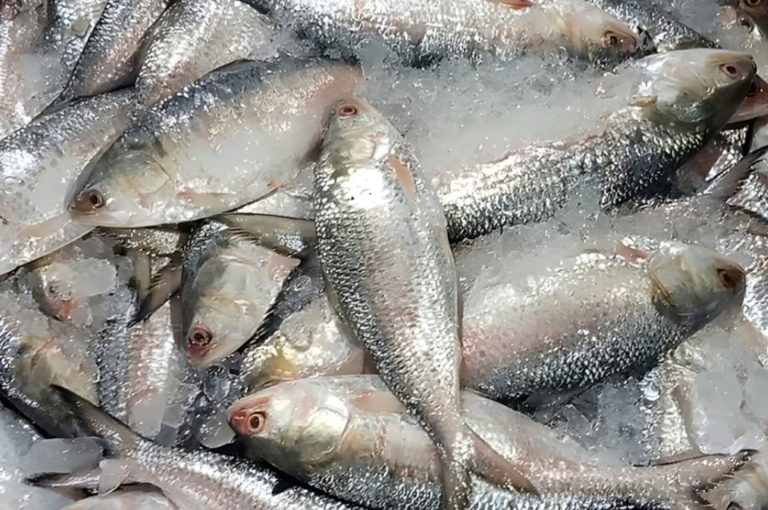 হঠাৎ ভারতীয় ইলিশ আমদানি বন্ধ করল বাংলাদেশ