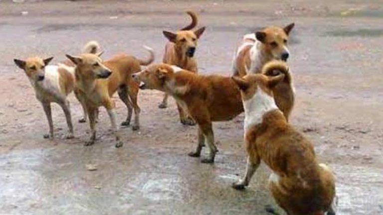 কুকুরের কামড়ে রাস্তায় আতঙ্ক, শিশুসহ জখম ১০